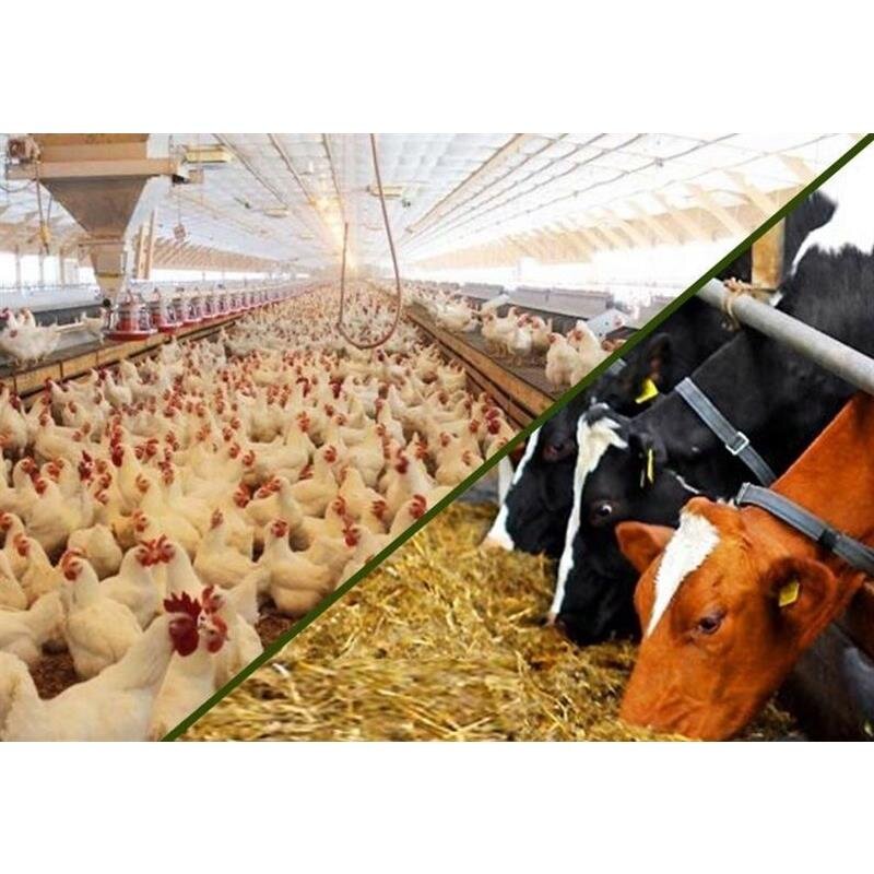 دام و طیور مازندران در مسیر بازارهای جهانی