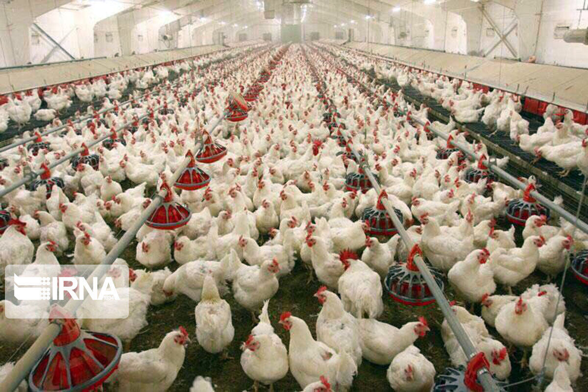 هشدار بخش خصوصی نسبت به تعطیلی زنجیره‌های تولید مرغ و تخم‌مرغ در خوزستان
