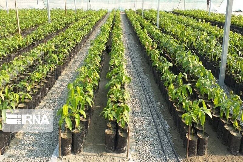 توسعه نهالستان‌های ایلام در گرو تامین بودجه است
