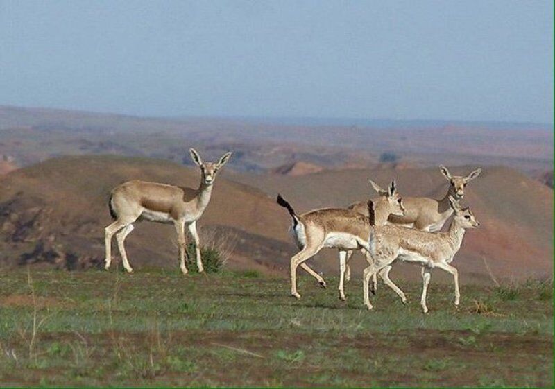 نسخه محیط زیست برای حفاظت موثرتر از میشداغ