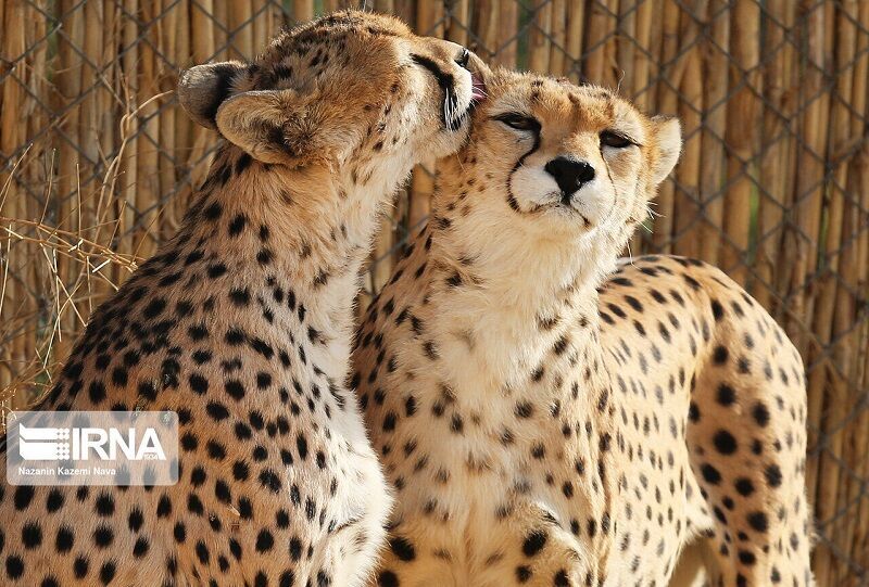 یوز خراسان شمالی؛ سرمایه‌ای در حاشیه گردشگری