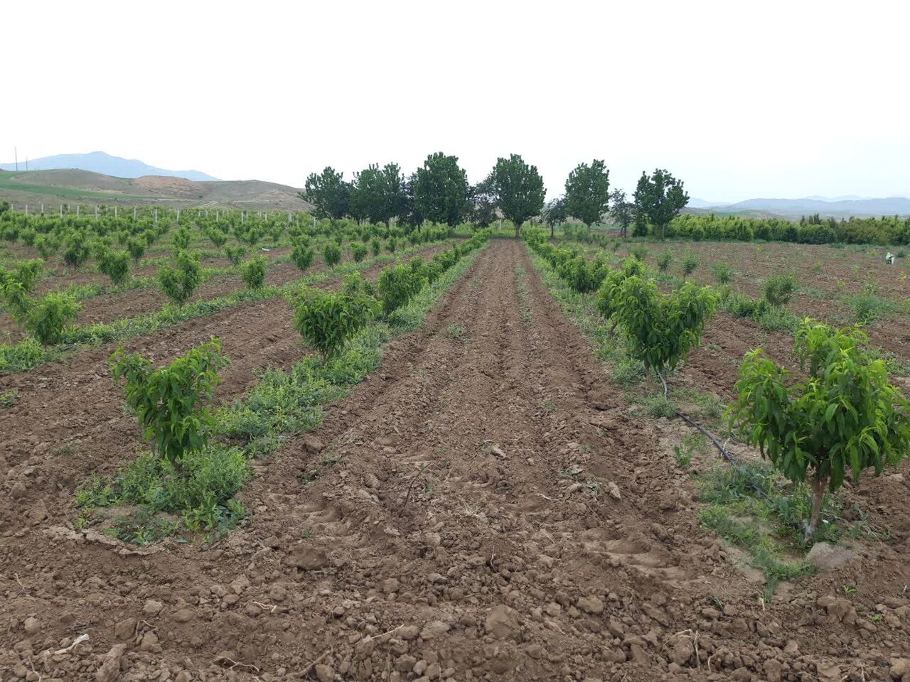 نهالستان مغان، بانک فضای سبز شمال‌غرب
