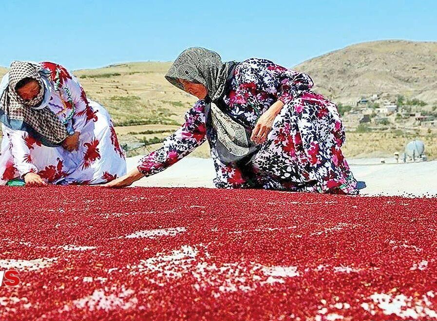 سماق هوراند در مسیر بازارهای جهانی؛ ثبت ملی و نشان لیسیوم در راه است