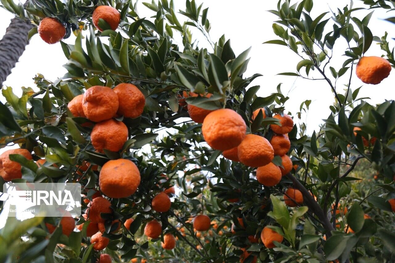 دستورالعمل اجرایی مدیریت بیماری ویروسی مرکبات ابلاغ شد