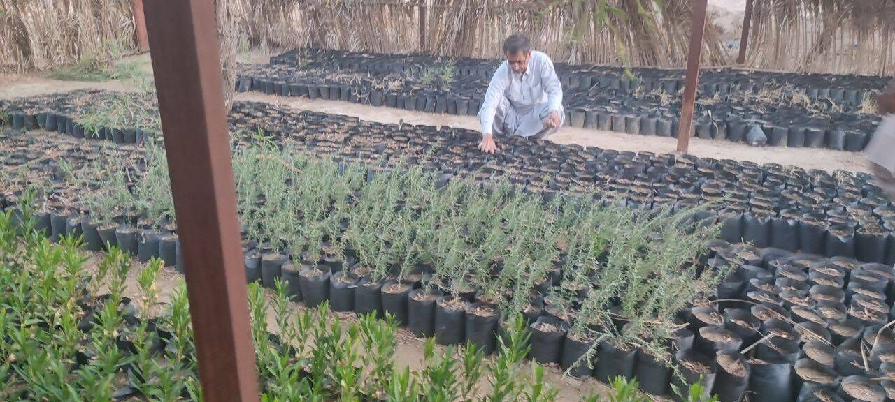 پیوند «آبگیر» و «بذر» در جنوب‌شرق؛ نسخه بومی منابع طبیعی برای مهار کانون‌های فرسایش و احیا