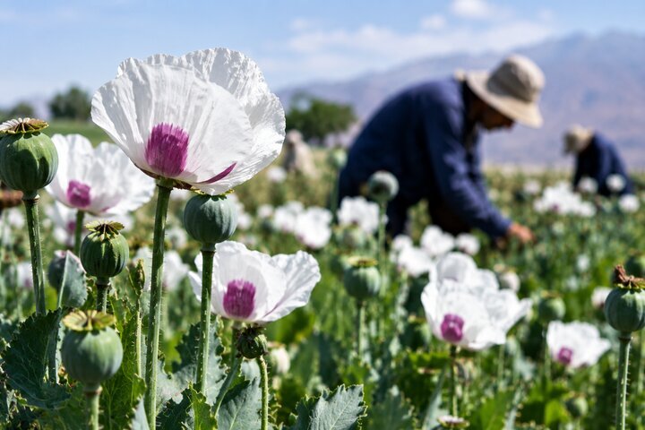 الیفرا می‌تواند نیاز صنعت دارویی کشور را تامین کند؟