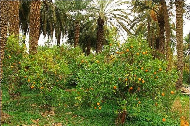 پیوند کشاورزی و صنعت گردشگری؛ خلق فرصت‌های اقتصادی جدید در جیرفت