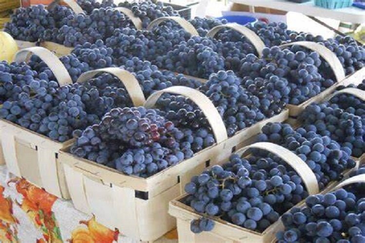 خراسان‌شمالی ظرفیت صادرات ۶ هزار تن انگور را دارد