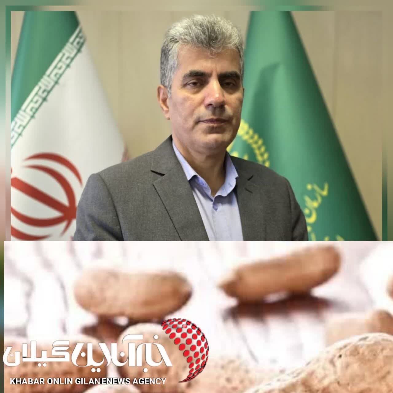 پایان برداشت بادام زمینی گیلان با ارزش اقتصادی ۳.۴ همت