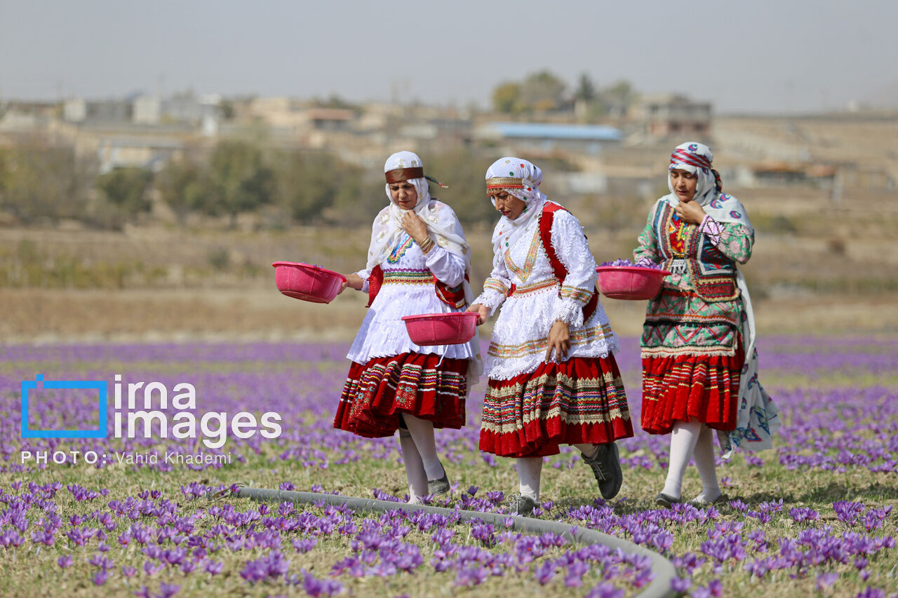 معاون استاندار: تقویت زنجیره‌ صادرات، کشاورزی گلستان را متحول می‌کند