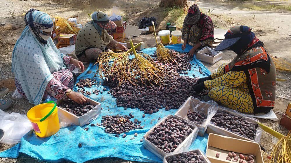 پیش بینی برداشت بیش از ۳۸ هزار تن خرمای پیارم در استان هرمزگان