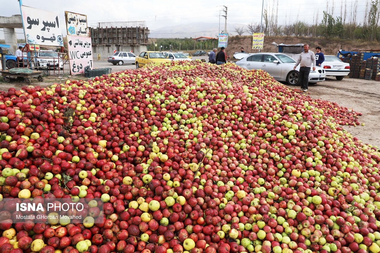 جشنواره سیب بروجرد فرصتی برای توسعه بازارهای داخلی و صادراتی است