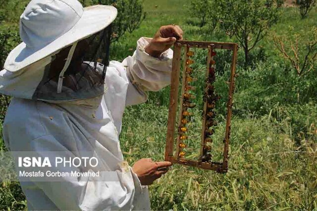 آغاز سرشماری زنبورستان‌ها در هوراند