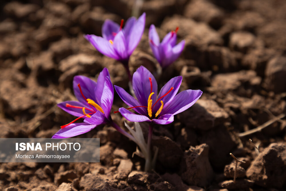 ۷۱۱ هکتار از اراضی استان سمنان زیر کشت طلای سرخ / فعالیت ۷۴۰ بهره‌بردار