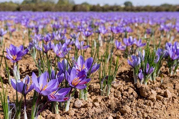 طلای سرخ خراسان جنوبی در آستانه جهش؛ گره درآمد زعفرانکاران کجاست؟