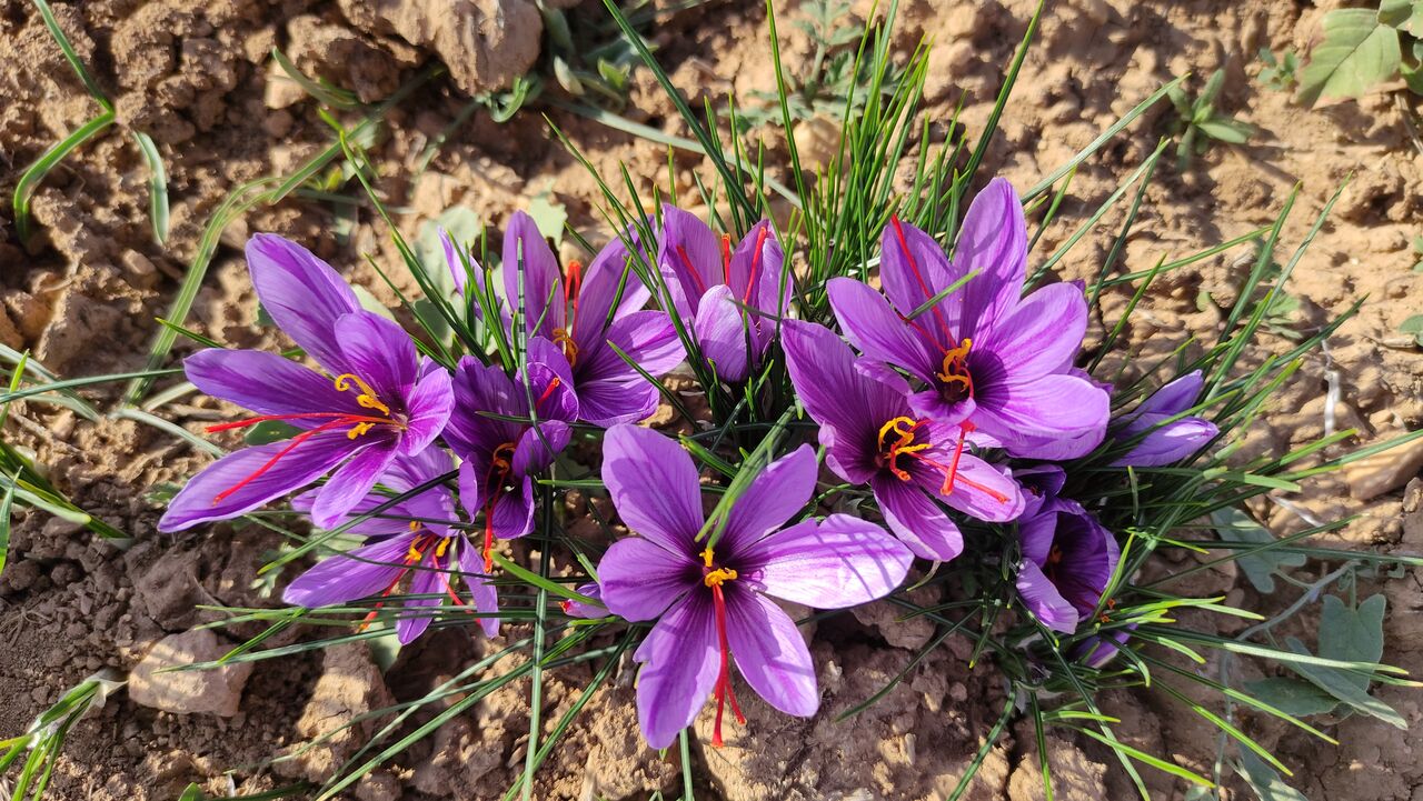 طلای سرخ دوران خشکسالی