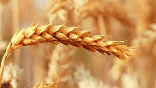 اختلاف ۱۰ هزار تومانی بر سر نرخ گندم/ فلسفی: وزارت جهادکشاورزی نرخ ۷۷ هزار تومان و گندم‌کاران نرخ ۸۷ هزار تومان را پیشنهاد داده‌اند